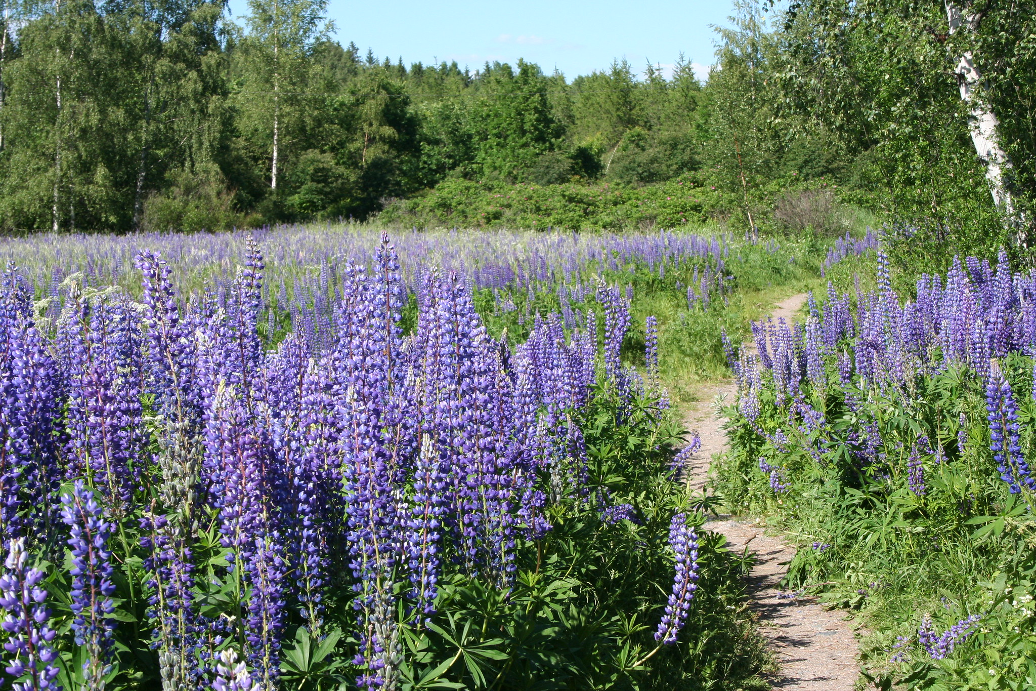 Helsinki Central Park 